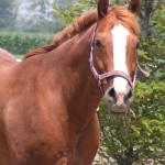 The Healing Barn - Horse Rescue