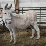 The Healing Barn Success Rescue Stories